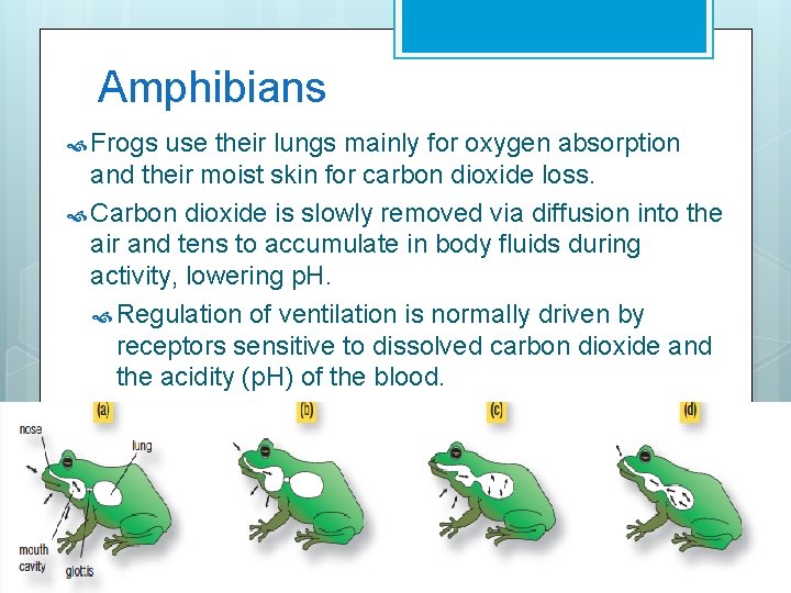 Amphibians Frogs use their lungs mainly for oxygen absorption and their moist skin for