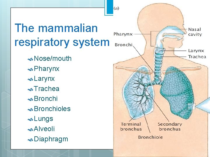 The mammalian respiratory system Nose/mouth Pharynx Larynx Trachea Bronchioles Lungs Alveoli Diaphragm 