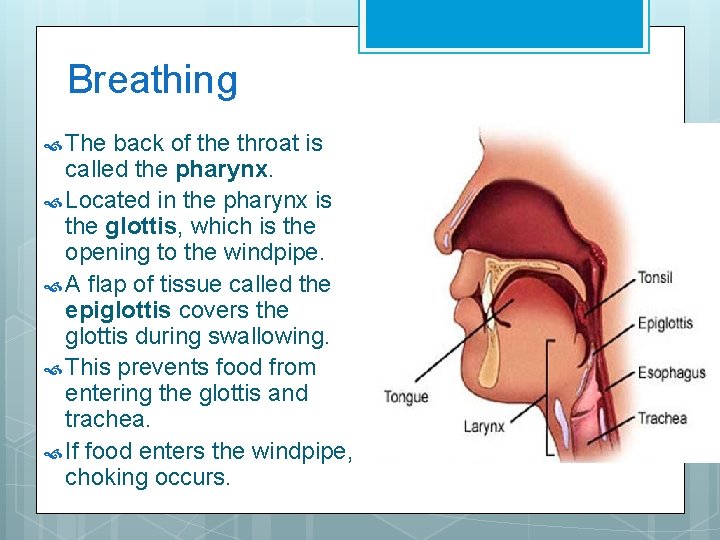 Breathing The back of the throat is called the pharynx. Located in the pharynx
