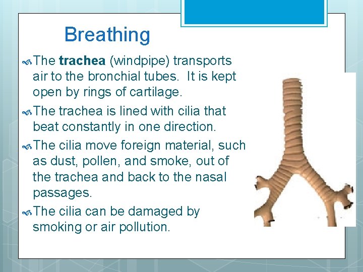 Breathing The trachea (windpipe) transports air to the bronchial tubes. It is kept open