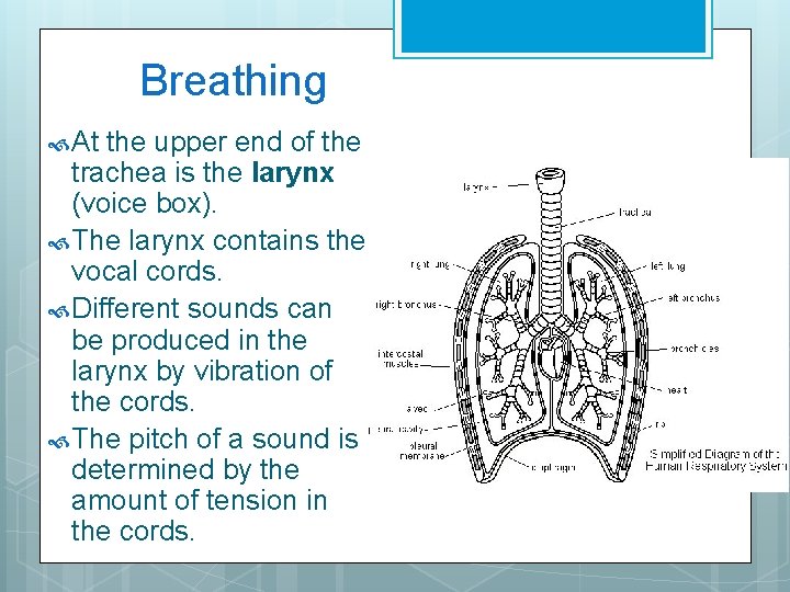 Breathing At the upper end of the trachea is the larynx (voice box). The