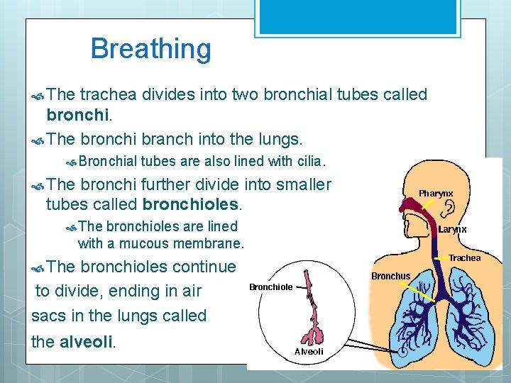 Breathing The trachea divides into two bronchial tubes called bronchi. The bronchi branch into