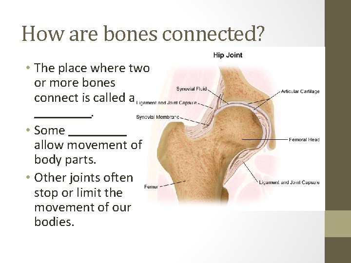 How are bones connected? • The place where two or more bones connect is