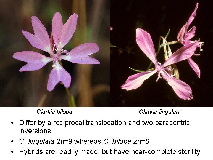 Clarkia biloba Clarkia lingulata • Differ by a reciprocal translocation and two paracentric inversions
