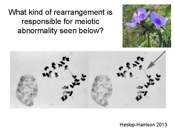 What kind of rearrangement is responsible for meiotic abnormality seen below? Heslop-Harrison 2013 