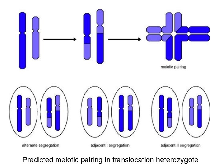 Predicted meiotic pairing in translocation heterozygote 