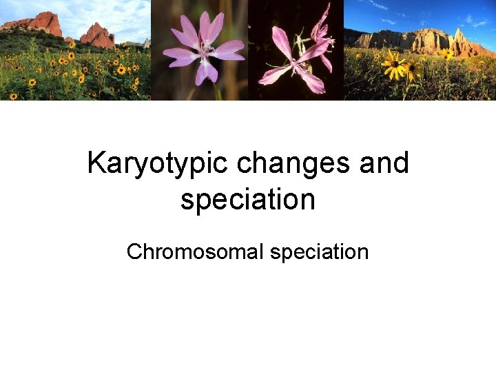 Karyotypic changes and speciation Chromosomal speciation 