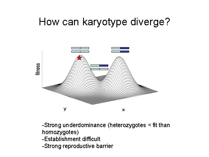 How can karyotype diverge? -Strong underdominance (heterozygotes < fit than homozygotes) -Establishment difficult -Strong