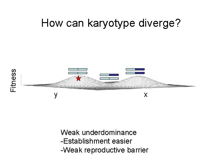 Fitness How can karyotype diverge? y x Weak underdominance -Establishment easier -Weak reproductive barrier