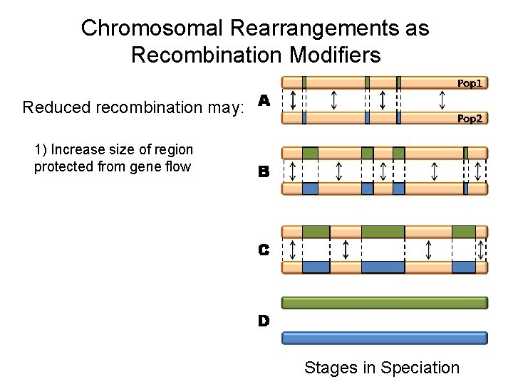 Chromosomal Rearrangements as Recombination Modifiers Reduced recombination may: 1) Increase size of region protected