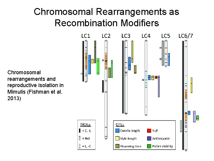 Chromosomal Rearrangements as Recombination Modifiers Chromosomal rearrangements and reproductive isolation in Mimulis (Fishman et