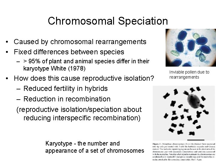 Chromosomal Speciation • Caused by chromosomal rearrangements • Fixed differences between species – >