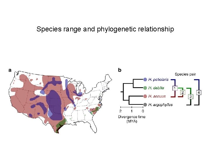 Species range and phylogenetic relationship 
