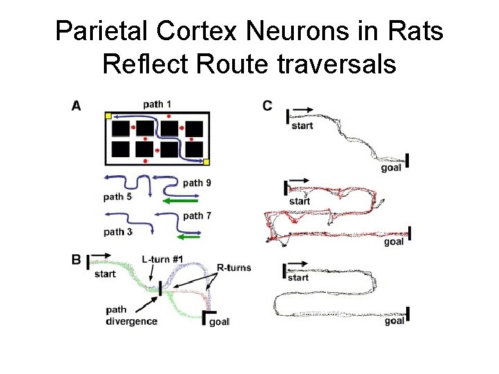 Parietal Cortex Neurons in Rats Reflect Route traversals 