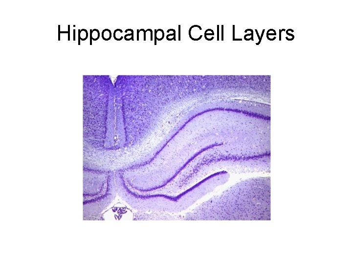 Hippocampal Cell Layers 