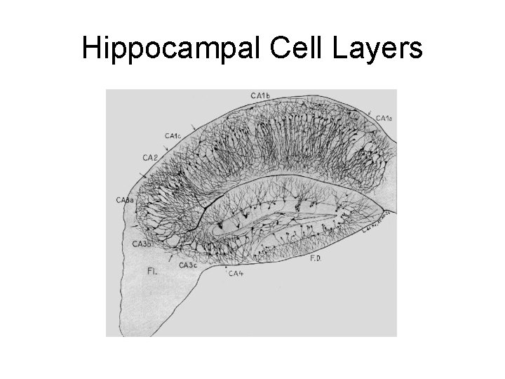 Hippocampal Cell Layers 