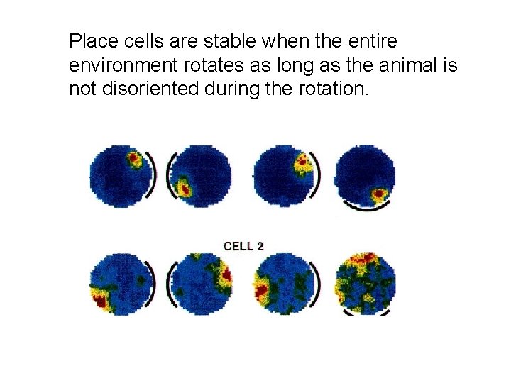 Place cells are stable when the entire environment rotates as long as the animal