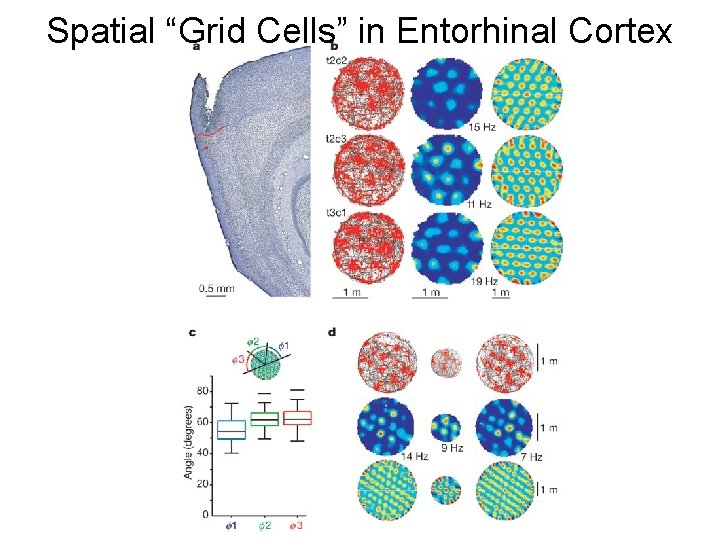 Spatial “Grid Cells” in Entorhinal Cortex 