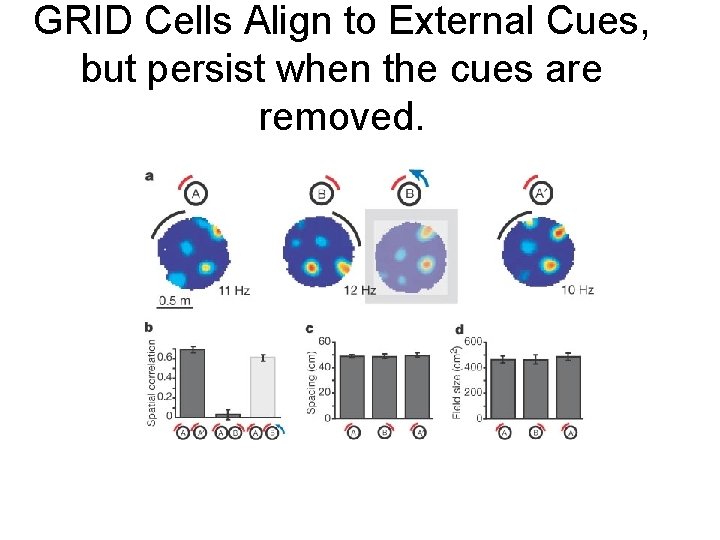 GRID Cells Align to External Cues, but persist when the cues are removed. 