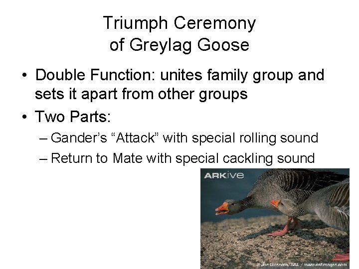 Triumph Ceremony of Greylag Goose • Double Function: unites family group and sets it