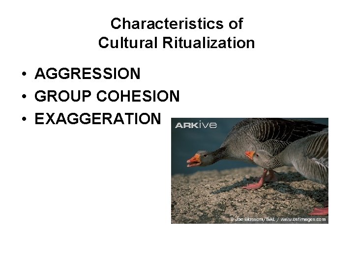 Characteristics of Cultural Ritualization • AGGRESSION • GROUP COHESION • EXAGGERATION 