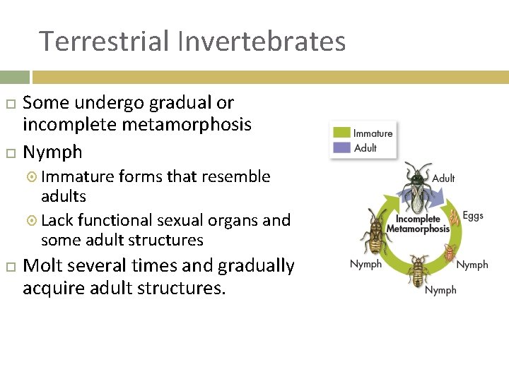 Terrestrial Invertebrates Some undergo gradual or incomplete metamorphosis Nymph Immature forms that resemble adults