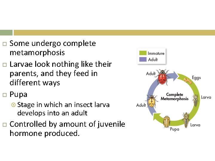  Some undergo complete metamorphosis Larvae look nothing like their parents, and they feed