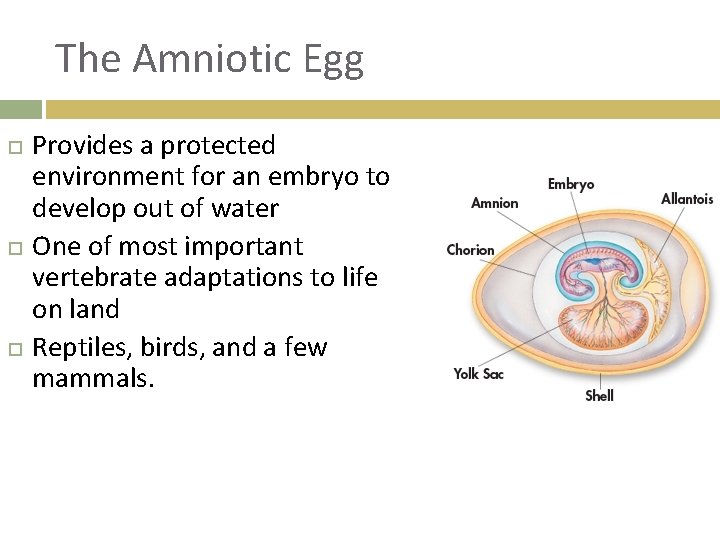 The Amniotic Egg Provides a protected environment for an embryo to develop out of