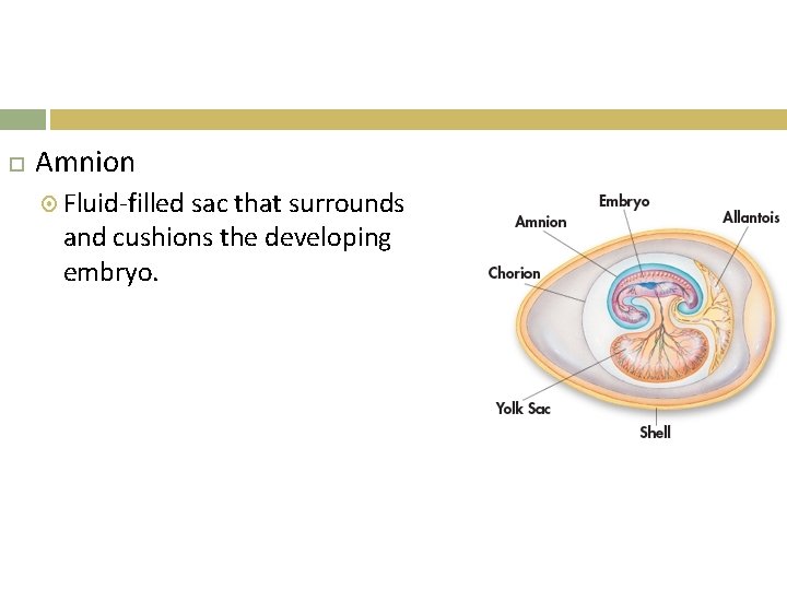  Amnion Fluid-filled sac that surrounds and cushions the developing embryo. 