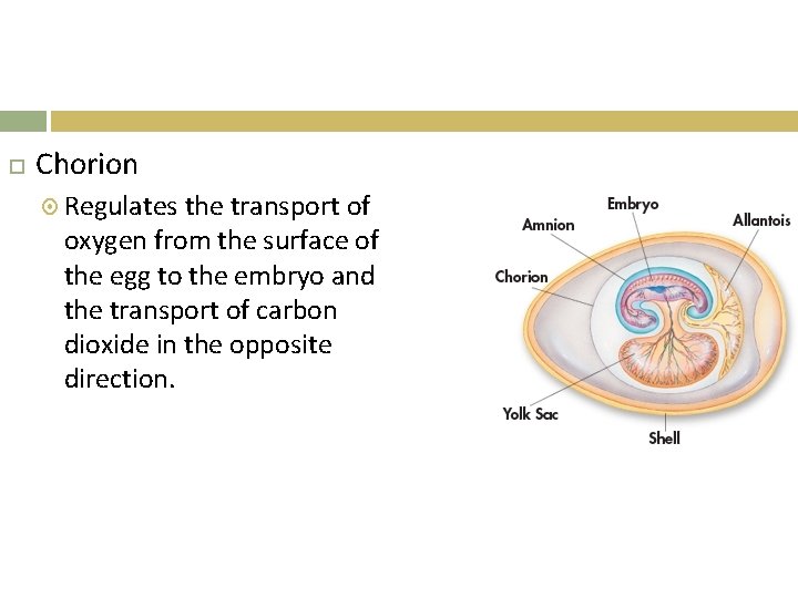  Chorion Regulates the transport of oxygen from the surface of the egg to