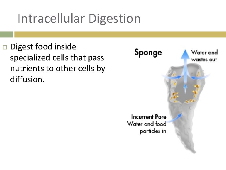 Intracellular Digestion Digest food inside specialized cells that pass nutrients to other cells by