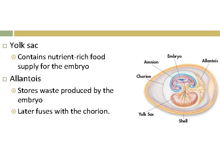  Yolk sac Contains nutrient-rich food supply for the embryo Allantois Stores waste produced