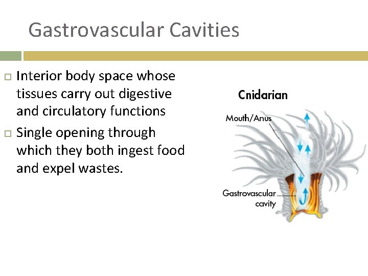 Gastrovascular Cavities Interior body space whose tissues carry out digestive and circulatory functions Single