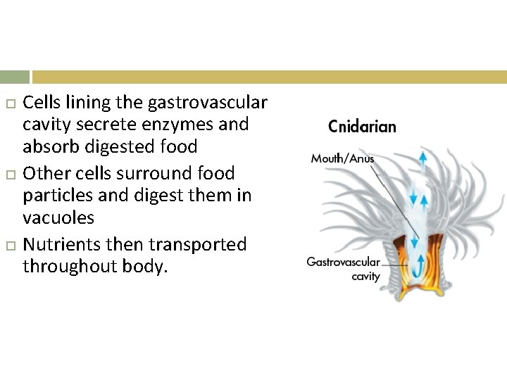  Cells lining the gastrovascular cavity secrete enzymes and absorb digested food Other cells