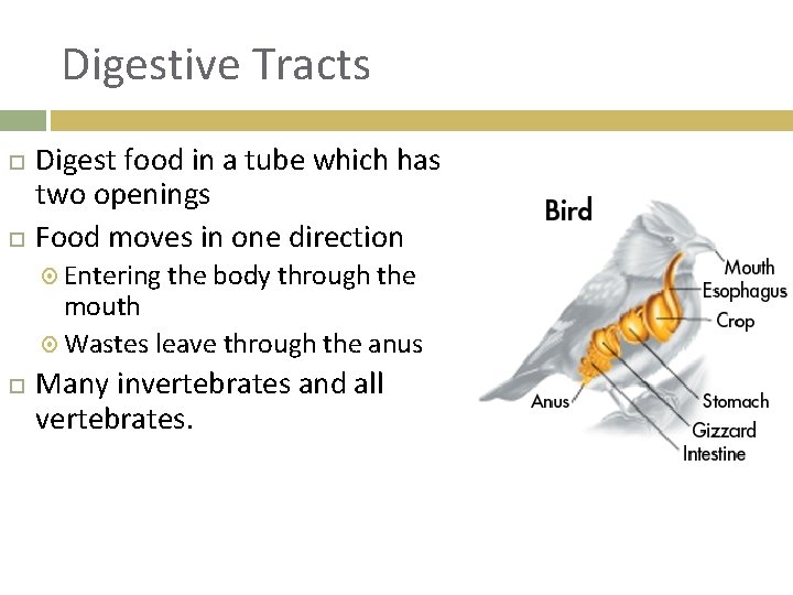 Digestive Tracts Digest food in a tube which has two openings Food moves in