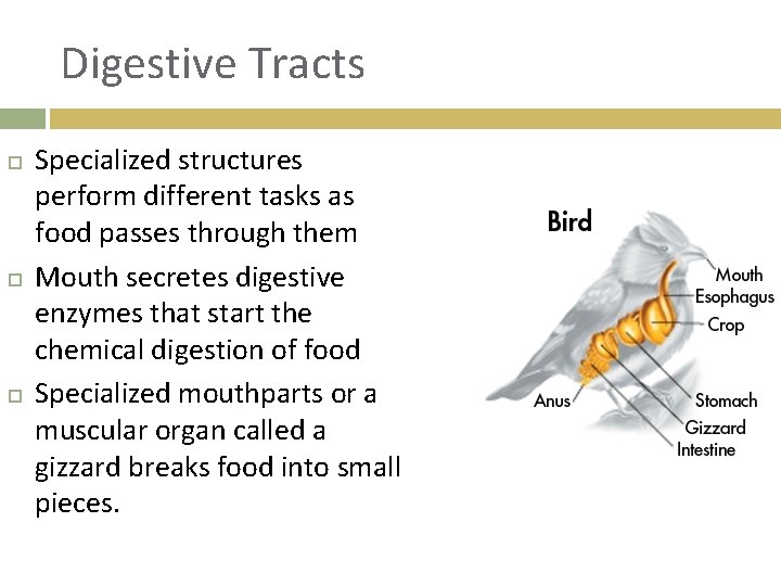 Digestive Tracts Specialized structures perform different tasks as food passes through them Mouth secretes