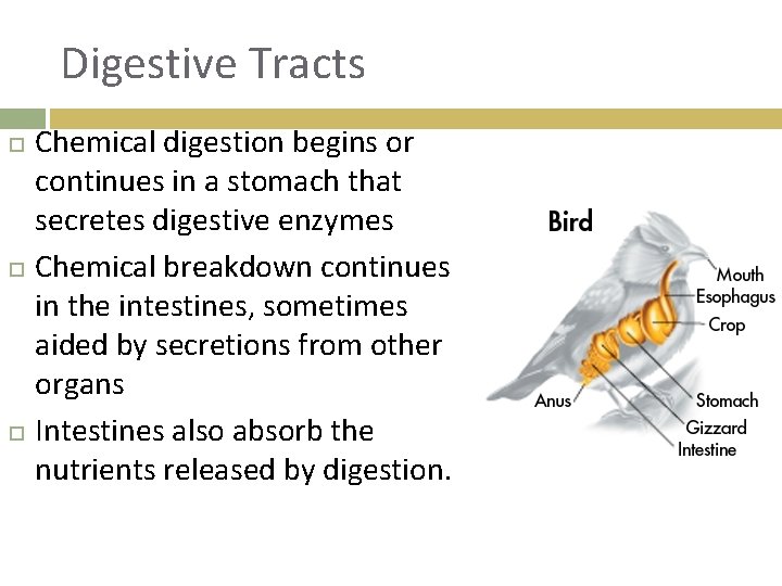 Digestive Tracts Chemical digestion begins or continues in a stomach that secretes digestive enzymes