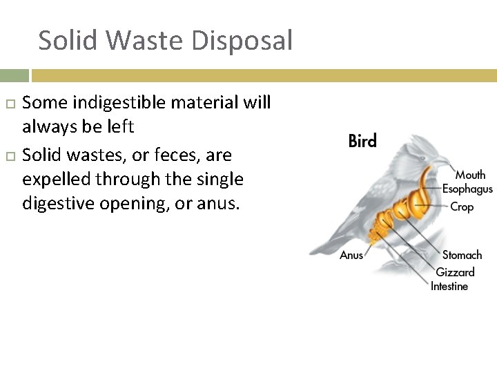 Solid Waste Disposal Some indigestible material will always be left Solid wastes, or feces,