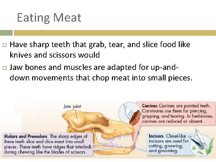Eating Meat Have sharp teeth that grab, tear, and slice food like knives and