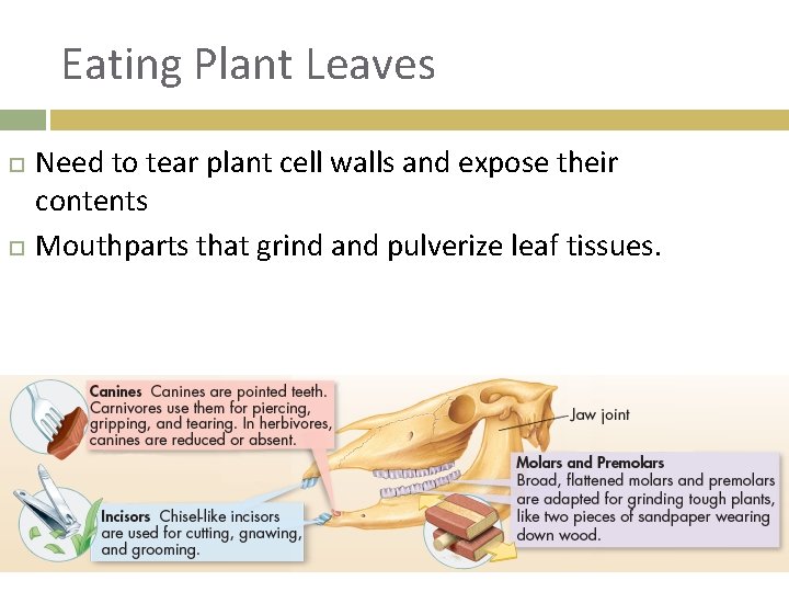 Eating Plant Leaves Need to tear plant cell walls and expose their contents Mouthparts