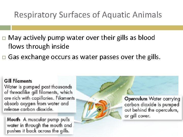 Respiratory Surfaces of Aquatic Animals May actively pump water over their gills as blood