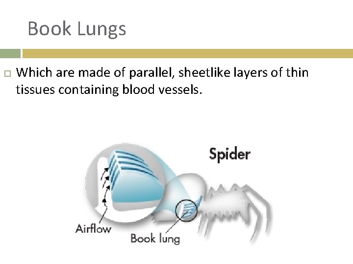 Book Lungs Which are made of parallel, sheetlike layers of thin tissues containing blood