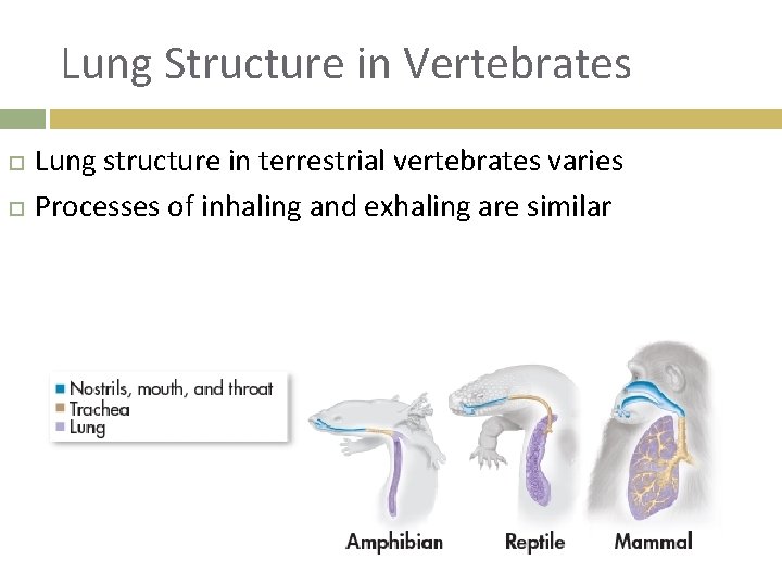 Lung Structure in Vertebrates Lung structure in terrestrial vertebrates varies Processes of inhaling and