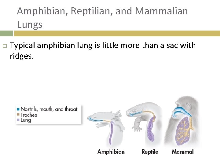 Amphibian, Reptilian, and Mammalian Lungs Typical amphibian lung is little more than a sac