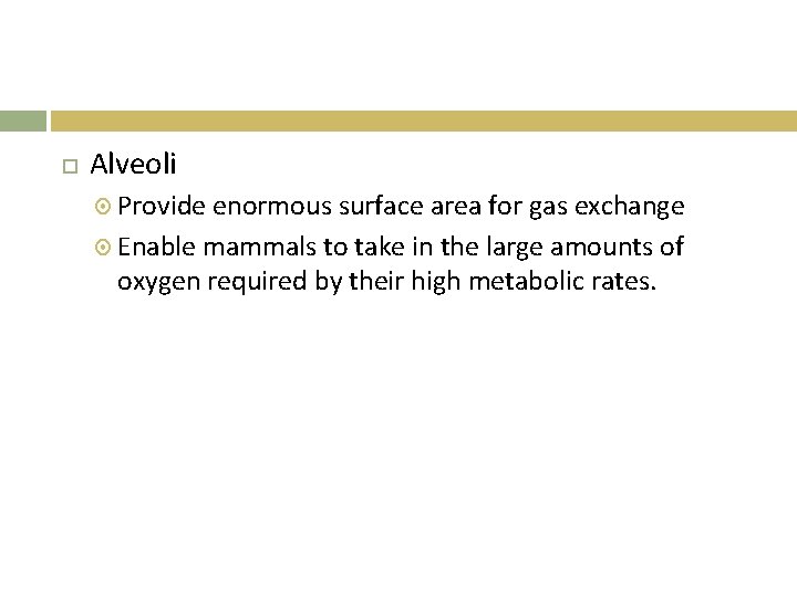  Alveoli Provide enormous surface area for gas exchange Enable mammals to take in