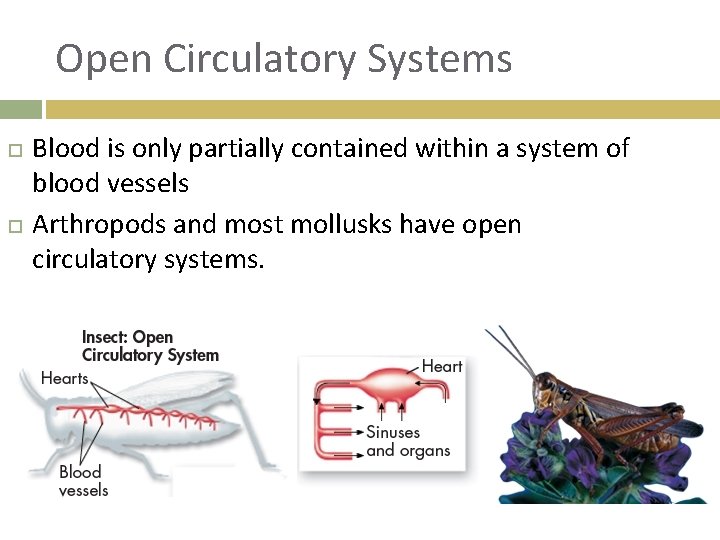 Open Circulatory Systems Blood is only partially contained within a system of blood vessels