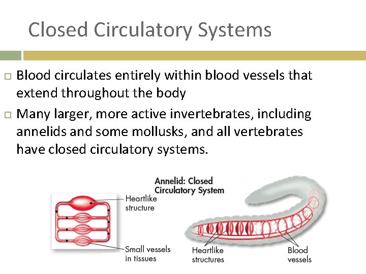 Closed Circulatory Systems Blood circulates entirely within blood vessels that extend throughout the body