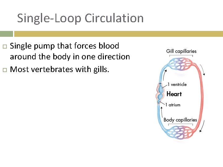 Single-Loop Circulation Single pump that forces blood around the body in one direction Most