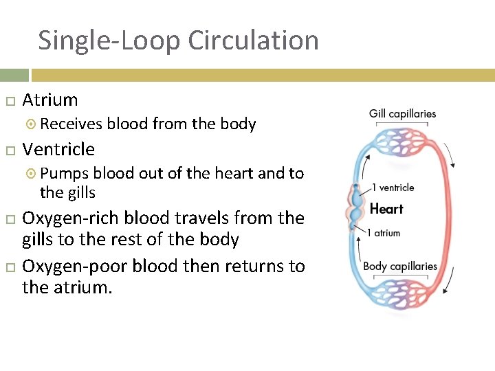 Single-Loop Circulation Atrium Receives blood from the body Ventricle Pumps blood out of the