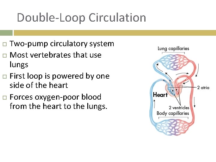 Double-Loop Circulation Two-pump circulatory system Most vertebrates that use lungs First loop is powered